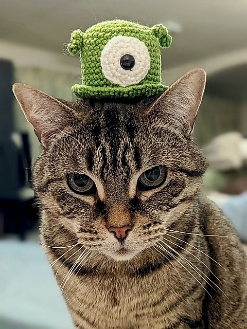 A striped grey cat stares intently at the camera, wearing a crocheted green alien brain slug from Futurama as a hat